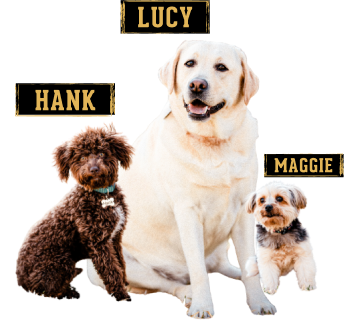 3 S&D plumbing dog mascots. Hank, Lucy, and Maggie